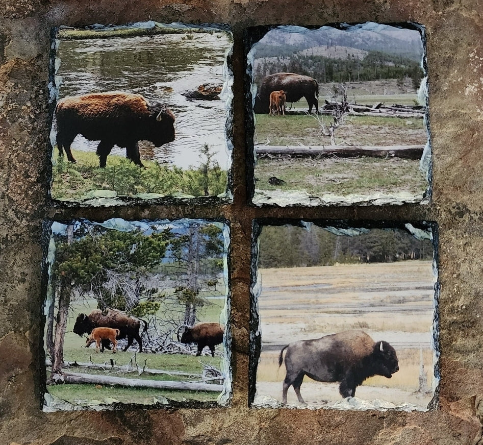 Yellowstone National Park Buffalo Set of Slate Coasters