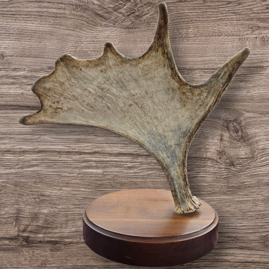 Elk Harem Moose Mantle Piece